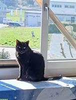 Tierschutzkatze Malin, weiblich, kastriert, 5 Jahre alt