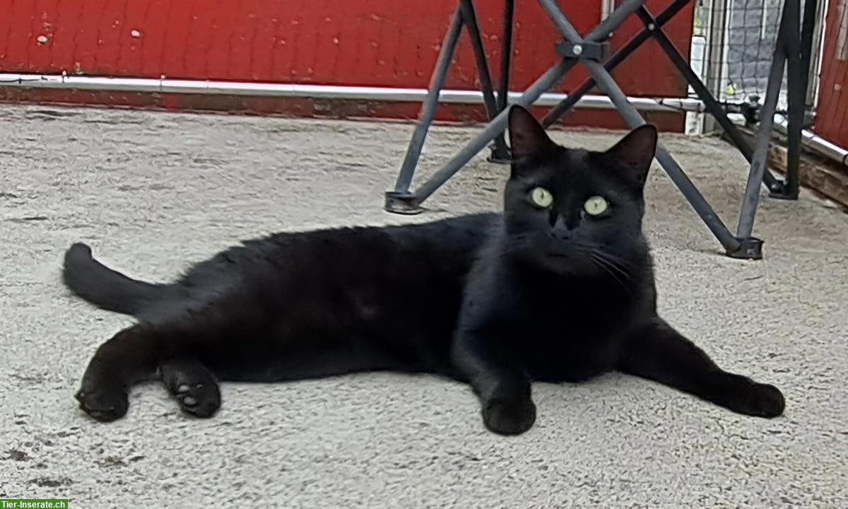 Bild 2: Tierschutzkatze Malin, weiblich, kastriert, 5 Jahre alt