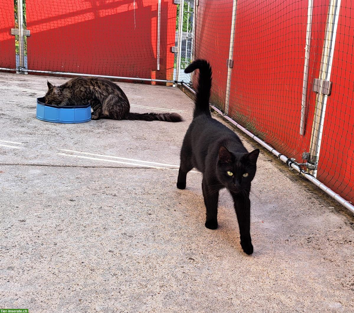 Bild 3: Tierschutzkatze Malin, weiblich, kastriert, 5 Jahre alt