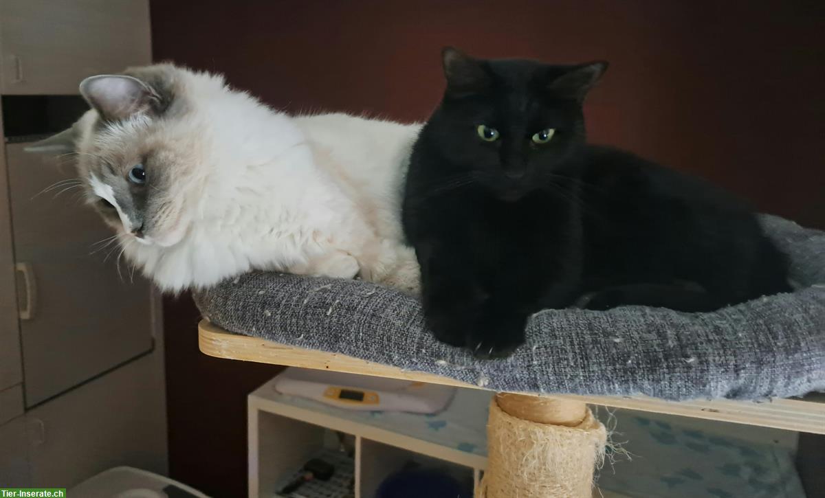Bild 4: Tierschutzkatze Malin, weiblich, kastriert, 5 Jahre alt