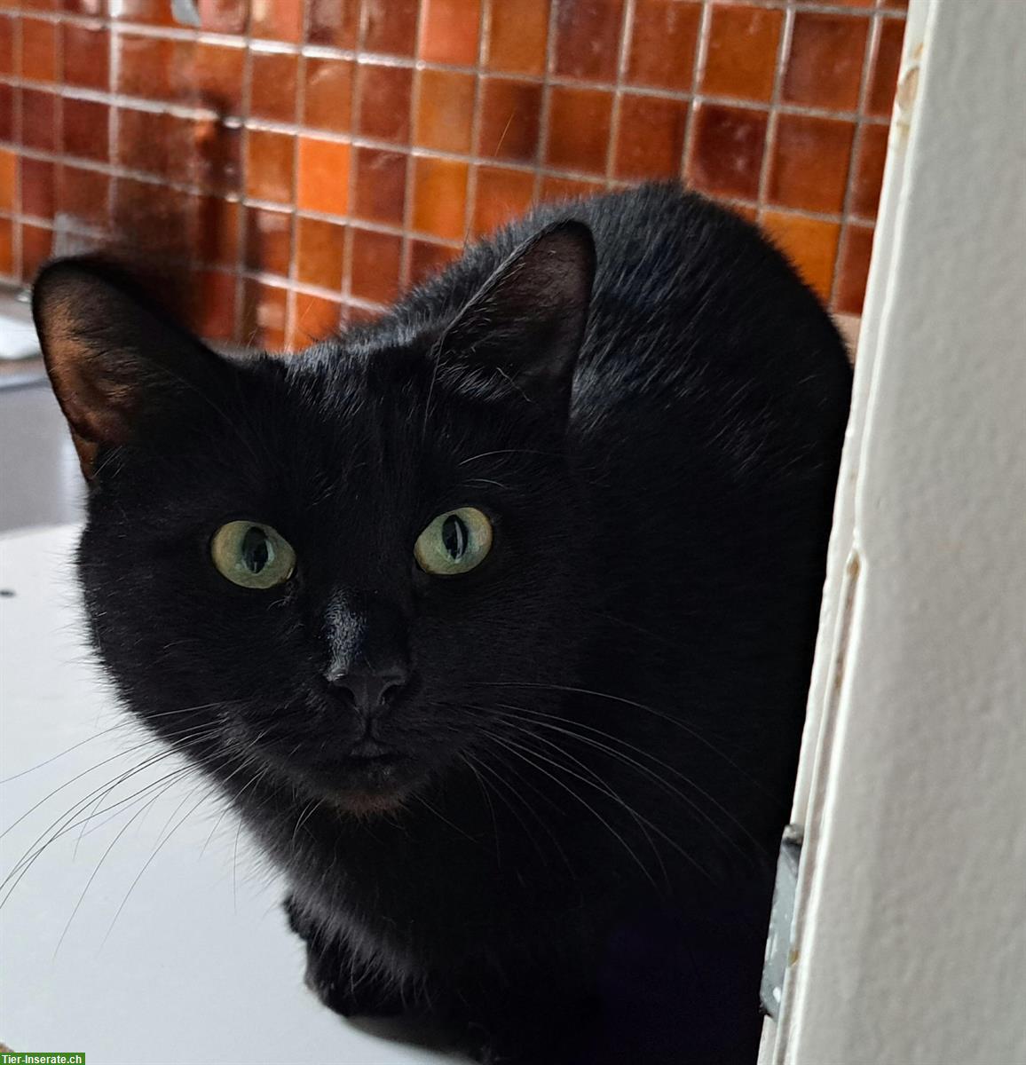 Bild 5: Tierschutzkatze Malin, weiblich, kastriert, 5 Jahre alt