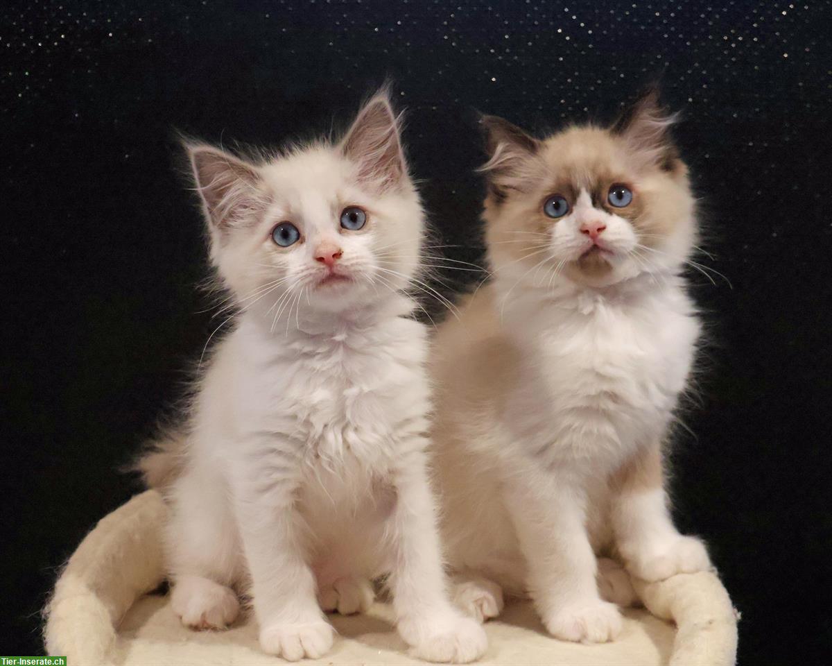 2 Ragdoll Kitten suchen liebevolles Zuhause