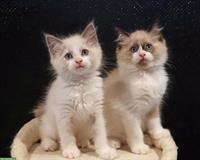 2 Ragdoll Kitten suchen liebevolles Zuhause
