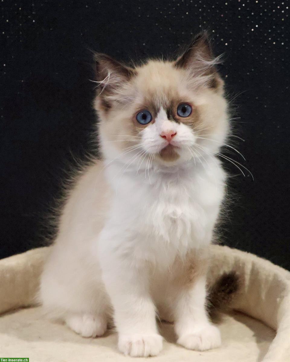 Bild 2: 2 Ragdoll Kitten suchen liebevolles Zuhause