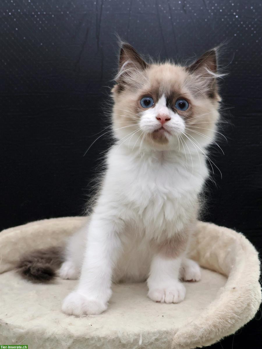 Bild 3: 2 Ragdoll Kitten suchen liebevolles Zuhause