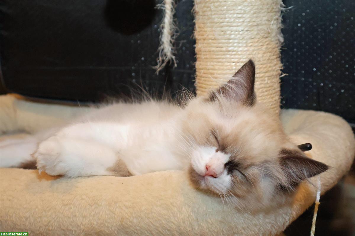 Bild 4: 2 Ragdoll Kitten suchen liebevolles Zuhause