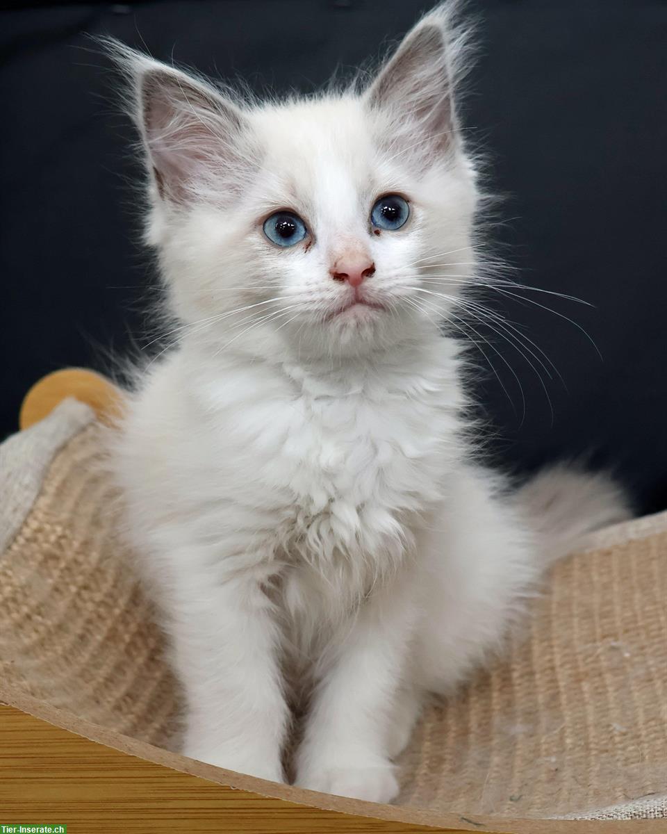 Bild 5: 2 Ragdoll Kitten suchen liebevolles Zuhause