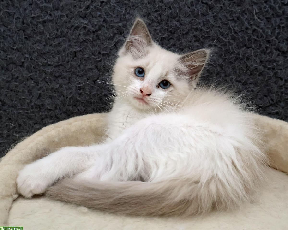 Bild 6: 2 Ragdoll Kitten suchen liebevolles Zuhause