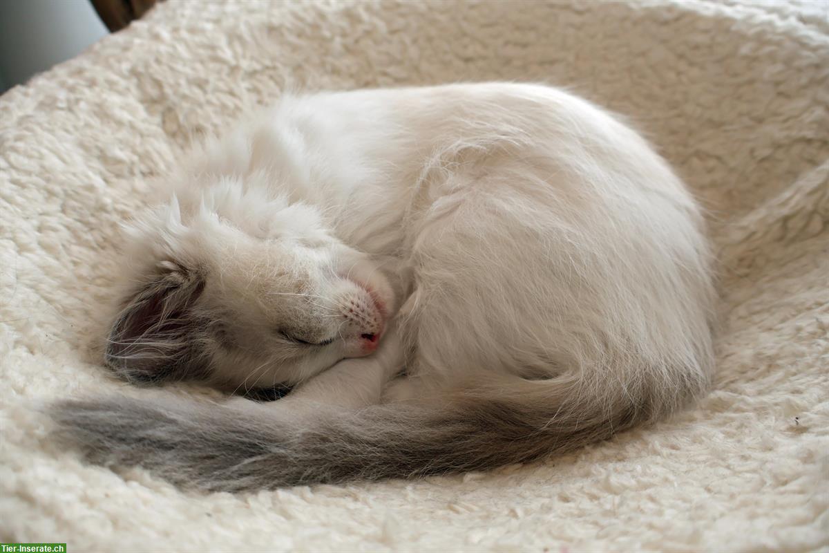 Bild 7: 2 Ragdoll Kitten suchen liebevolles Zuhause