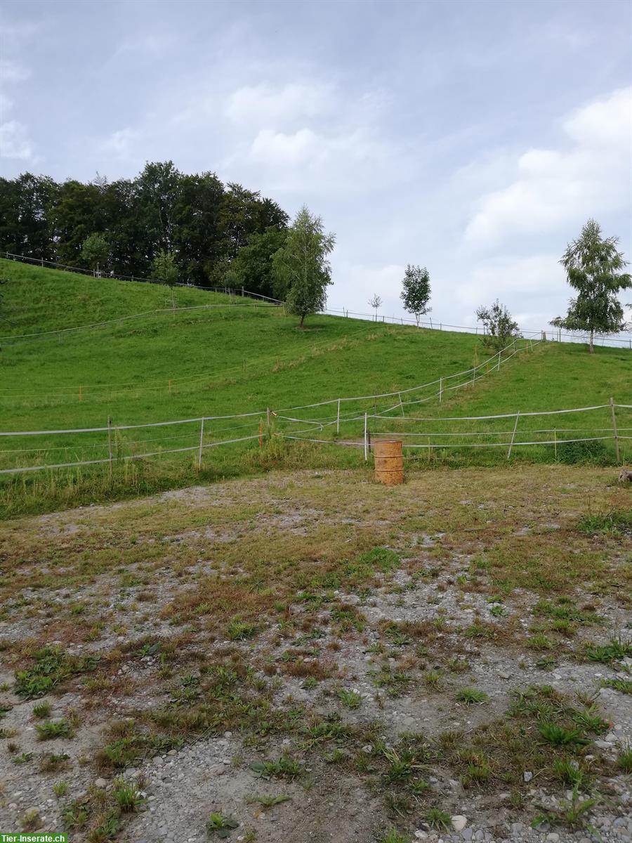Bild 2: Pferdeboxe mit Weideland zu vermieten, 5046 Schmiedrued