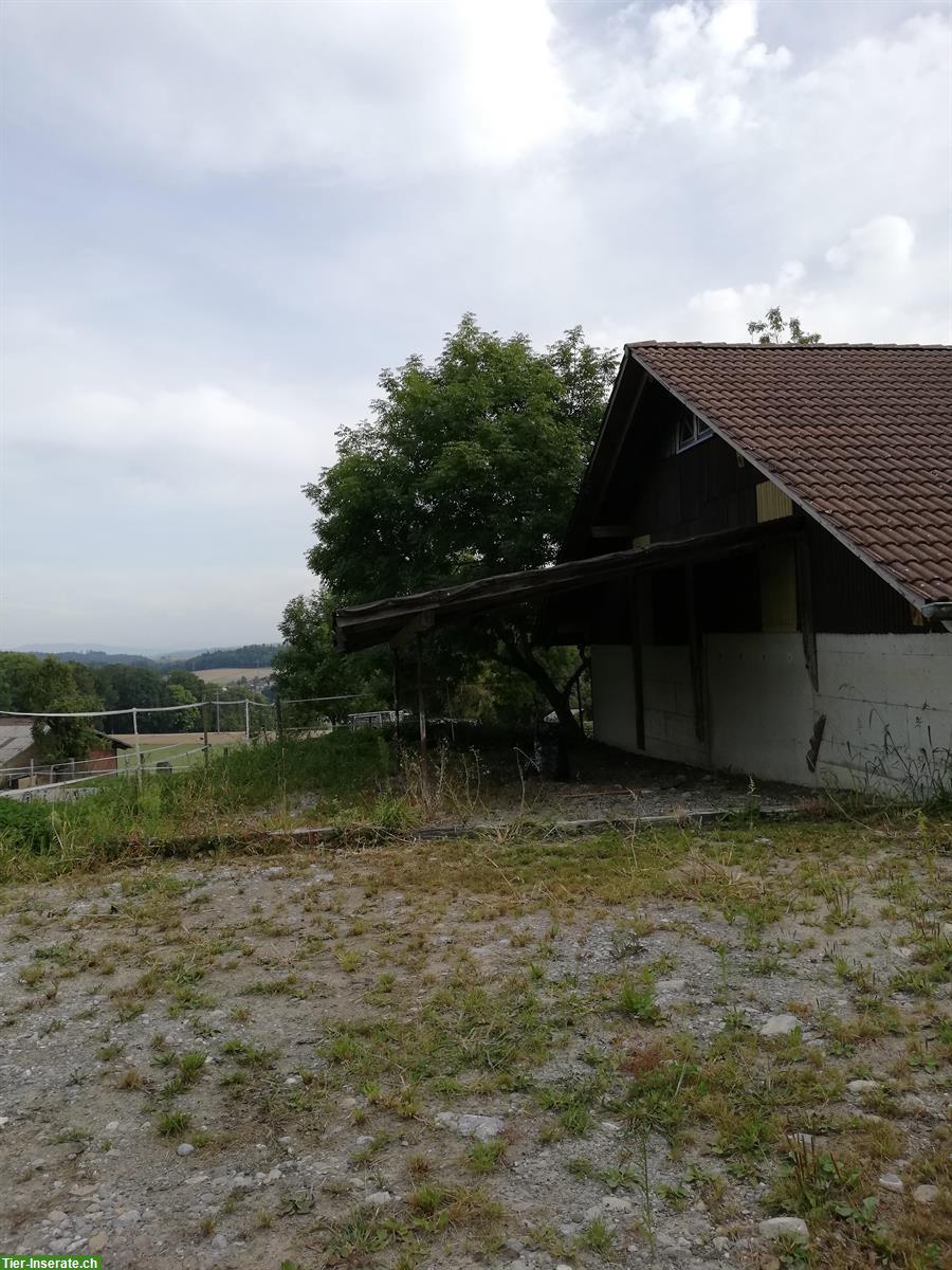 Bild 3: Pferdeboxe mit Weideland zu vermieten, 5046 Schmiedrued