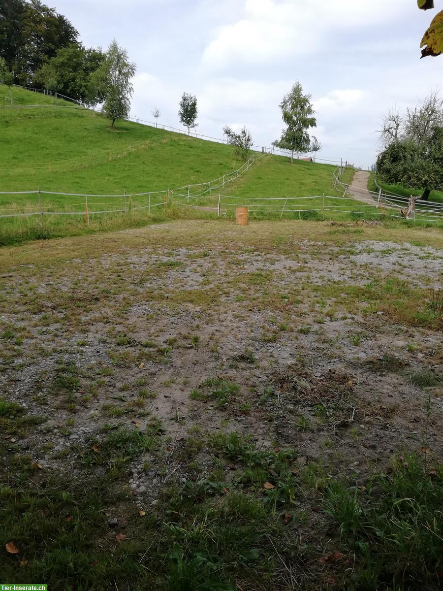 Bild 4: Pferdeboxe mit Weideland zu vermieten, 5046 Schmiedrued
