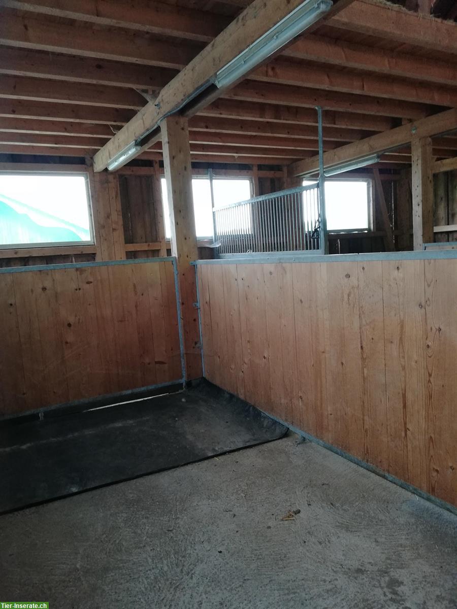 Bild 5: Pferdeboxe mit Weideland zu vermieten, 5046 Schmiedrued