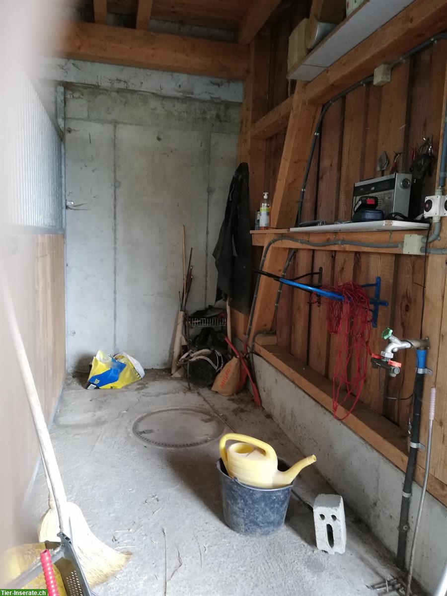 Bild 6: Pferdeboxe mit Weideland zu vermieten, 5046 Schmiedrued
