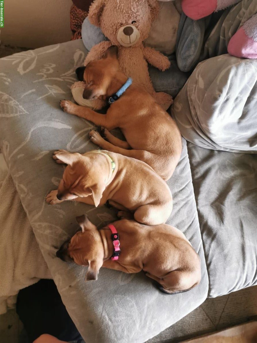 Phu Quoc Dog Ridgeback Welpen zu verkaufen