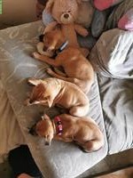Phu Quoc Dog Ridgeback Welpen zu verkaufen