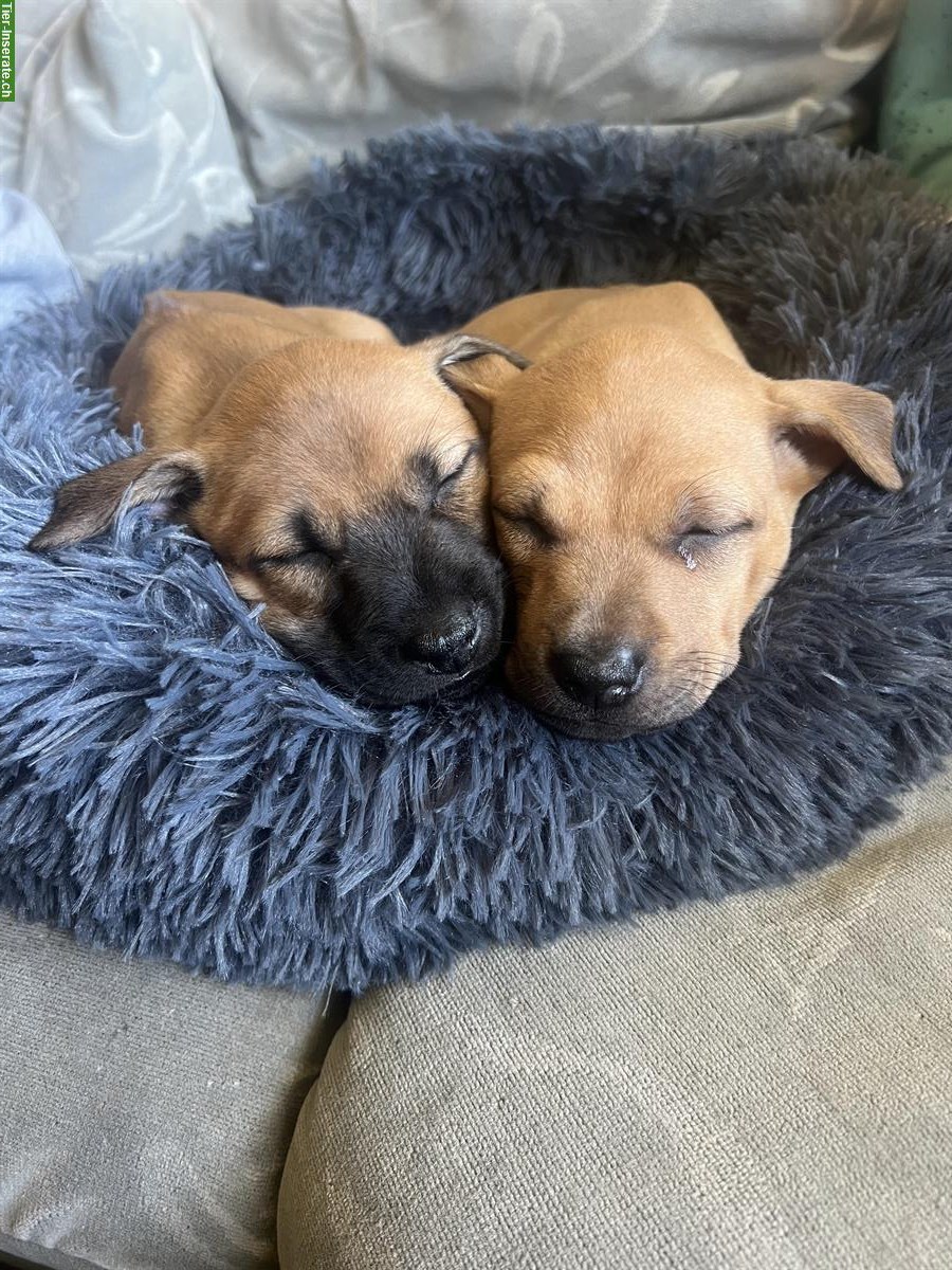 Bild 2: Phu Quoc Dog Ridgeback Welpen zu verkaufen