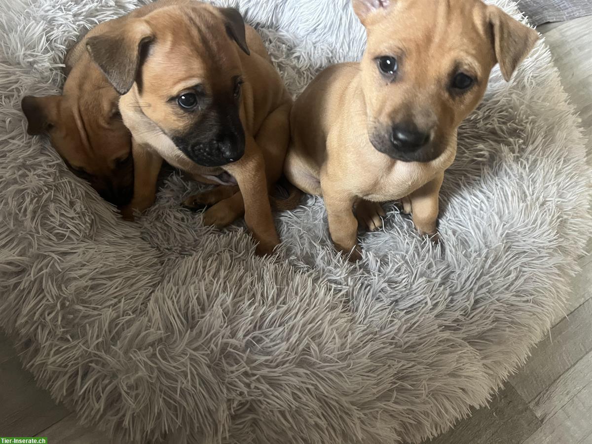 Bild 3: Phu Quoc Dog Ridgeback Welpen zu verkaufen
