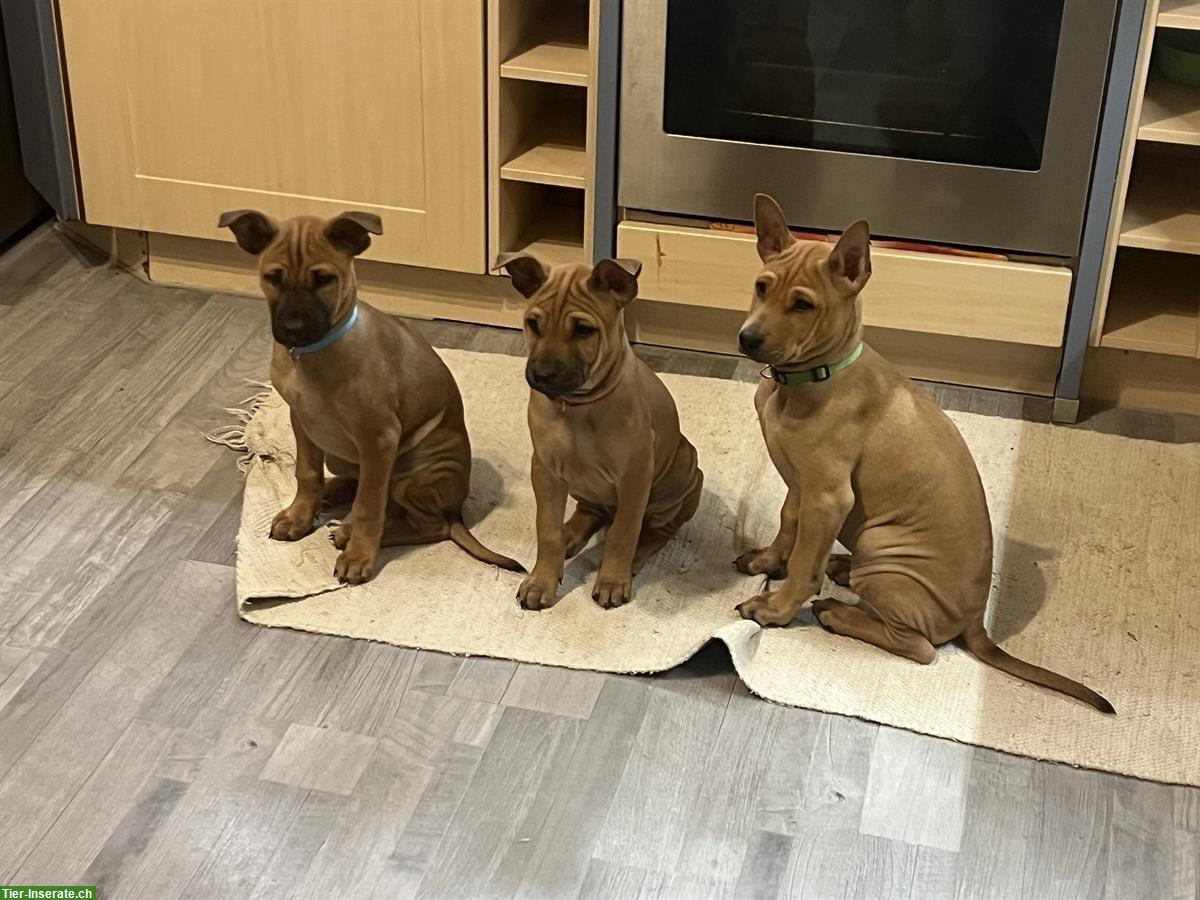 Bild 4: Phu Quoc Dog Ridgeback Welpen zu verkaufen