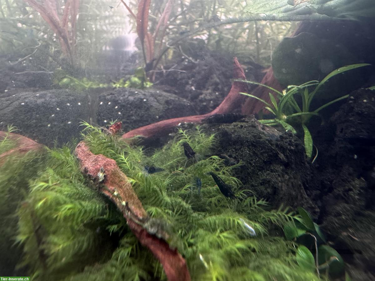 Zwerggarnele (Neocaridina Garnelen) zu verkaufen