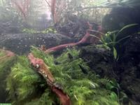 Zwerggarnele (Neocaridina Garnelen) zu verkaufen