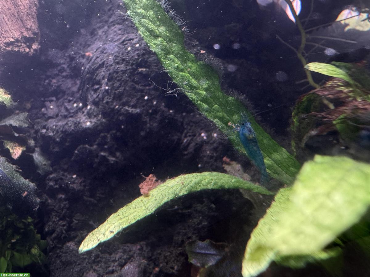 Bild 2: Zwerggarnele (Neocaridina Garnelen) zu verkaufen