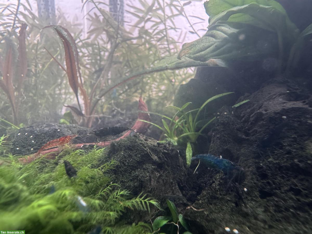 Bild 3: Zwerggarnele (Neocaridina Garnelen) zu verkaufen