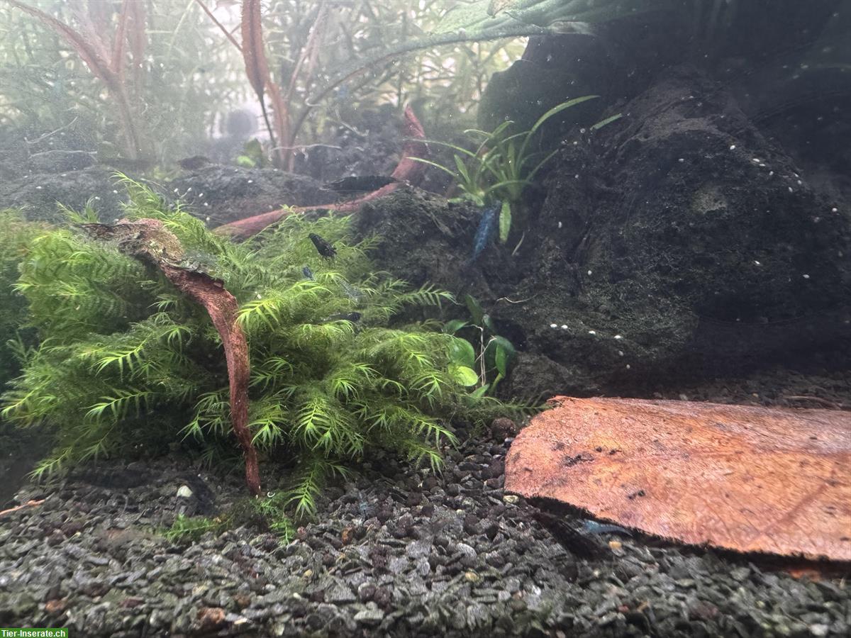 Bild 4: Zwerggarnele (Neocaridina Garnelen) zu verkaufen