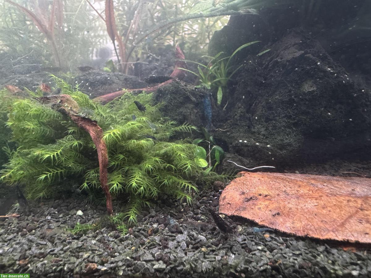 Bild 5: Zwerggarnele (Neocaridina Garnelen) zu verkaufen
