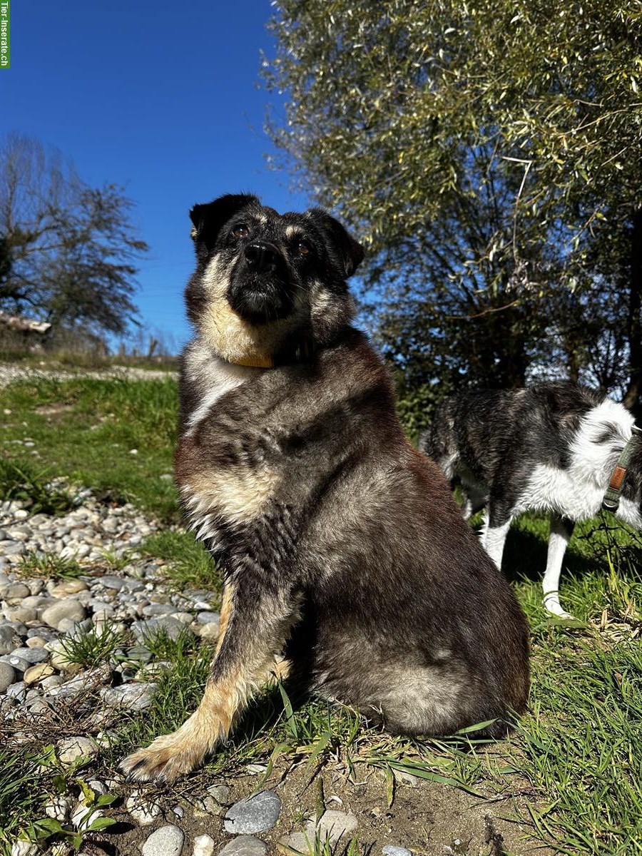 Bild 4: Finja, sensible Mischlingshündin, 9-jährig sucht ihre Menschen