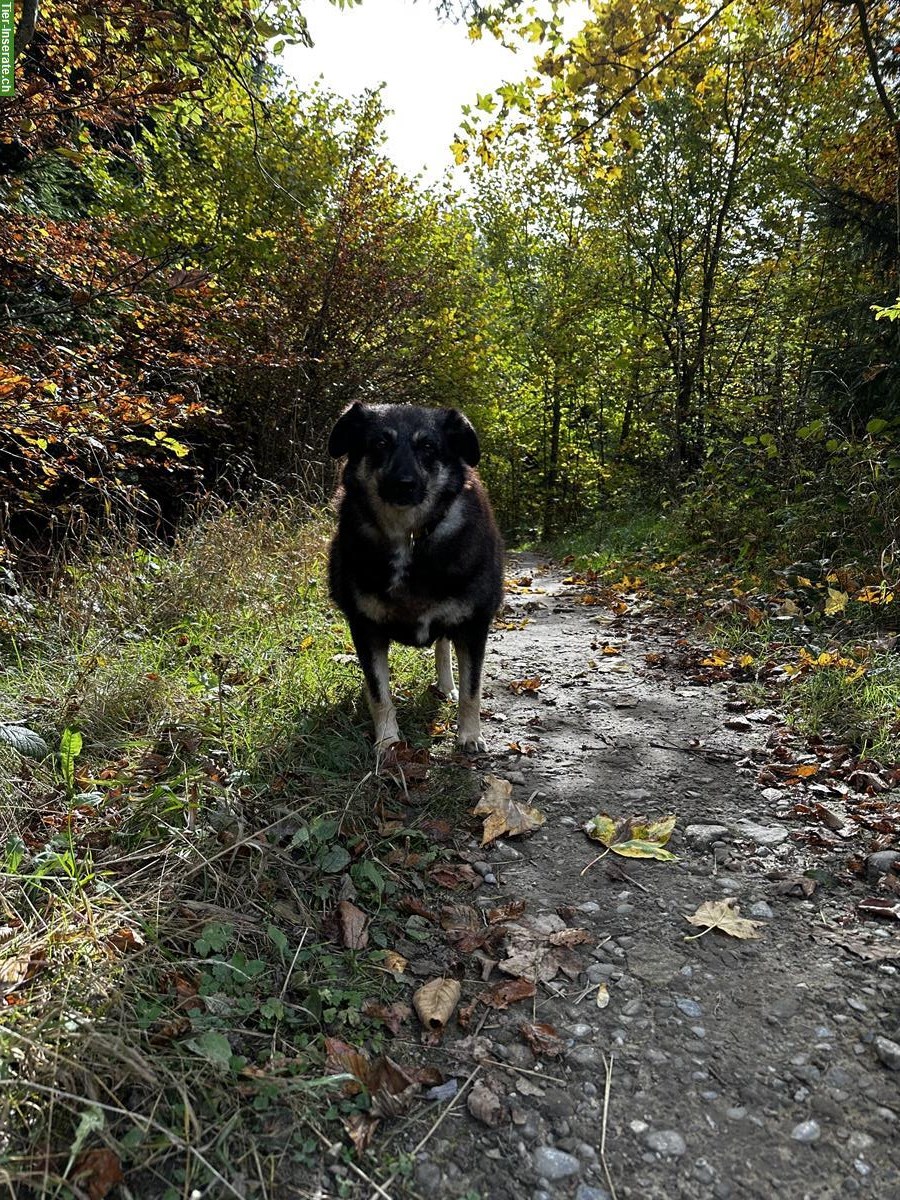 Bild 5: Finja, sensible Mischlingshündin, 9-jährig sucht ihre Menschen