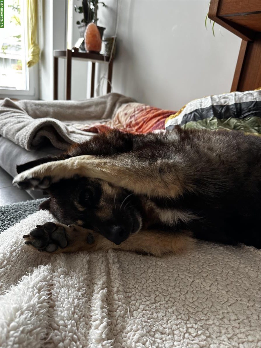 Bild 6: Finja, sensible Mischlingshündin, 9-jährig sucht ihre Menschen