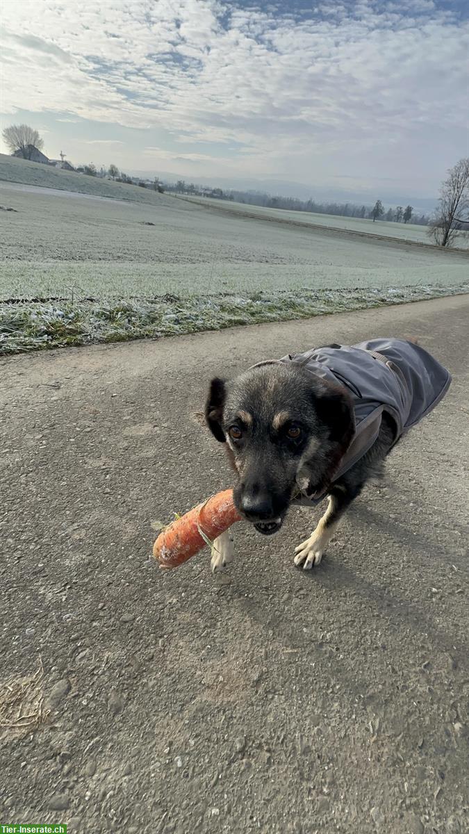 Bild 7: Finja, sensible Mischlingshündin, 9-jährig sucht ihre Menschen