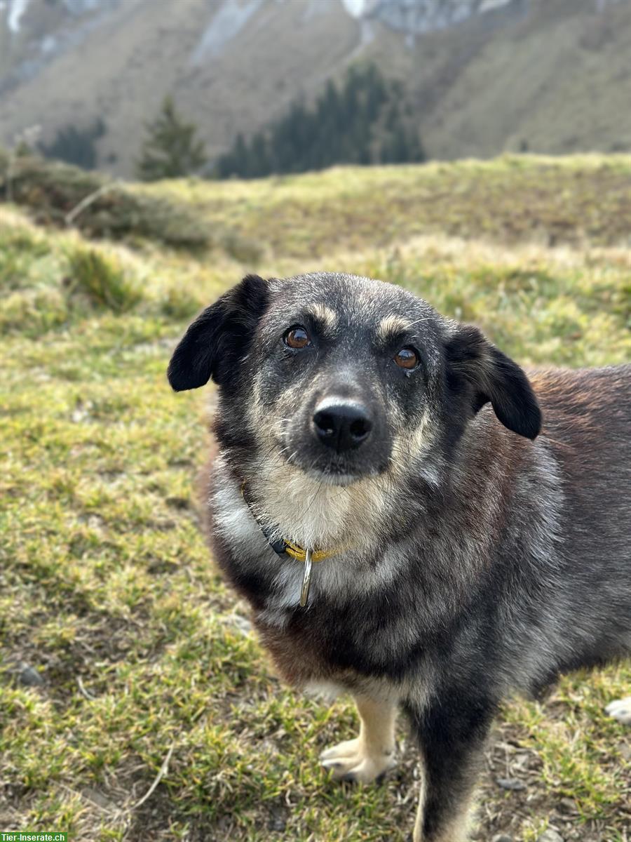 Bild 8: Finja, sensible Mischlingshündin, 9-jährig sucht ihre Menschen