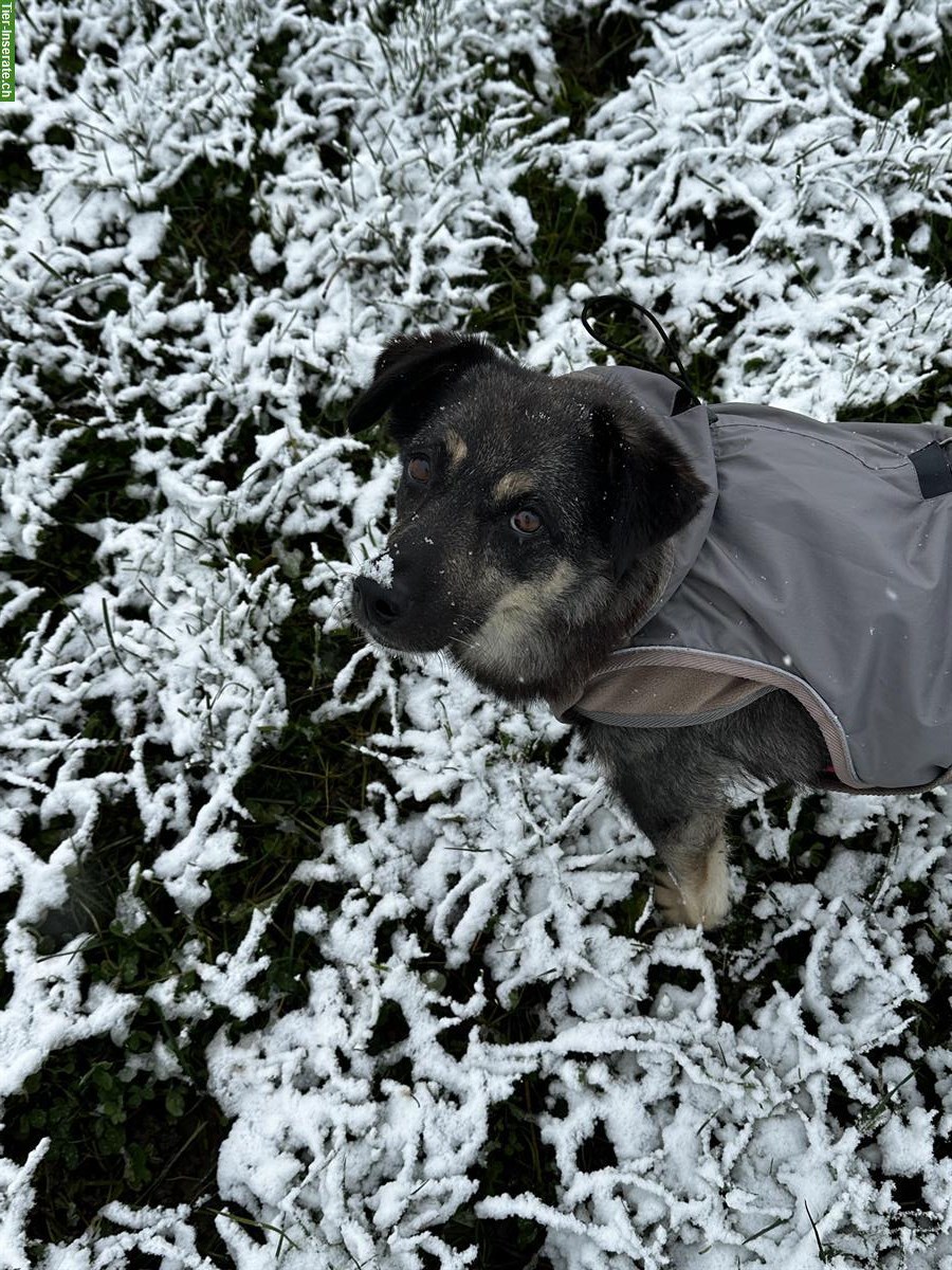 Bild 9: Finja, sensible Mischlingshündin, 9-jährig sucht ihre Menschen