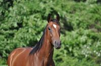 Reitbeteiligung gesucht für Vollblut oder Mini-Shetty, Stein am Rhein