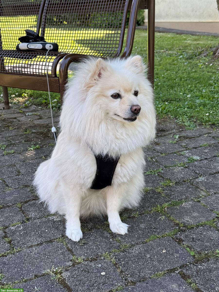 Bubbi, ein 6-jähriger Zwergspitz Rüde sucht liebe Familie