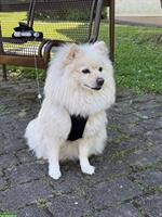 Bubbi, ein 6-jähriger Zwergspitz Rüde sucht liebe Familie
