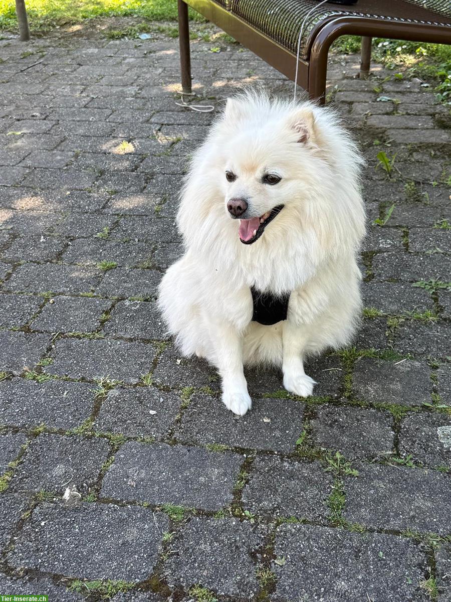 Bild 3: Bubbi, ein 6-jähriger Zwergspitz Rüde sucht liebe Familie
