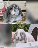 Zwergwidder - Minilop Pärchen suchen ein Zuhause
