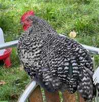 Junge Zwerg-Cochin-Mix Hahn, schwarz-weiss gesperbert