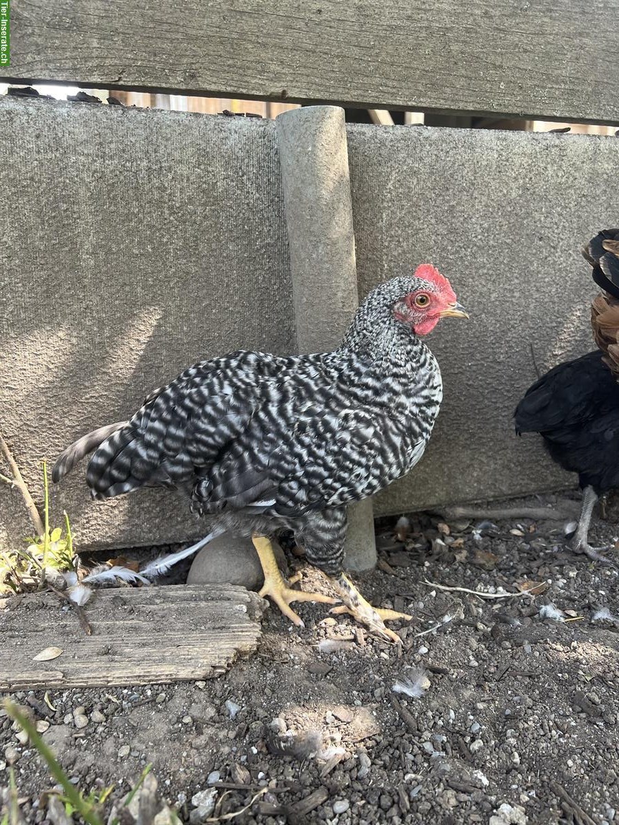 Bild 5: Junge Zwerg-Cochin-Mix Hahn, schwarz-weiss gesperbert