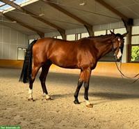 Schweizer Warmblut Wallach mit Top Charakter