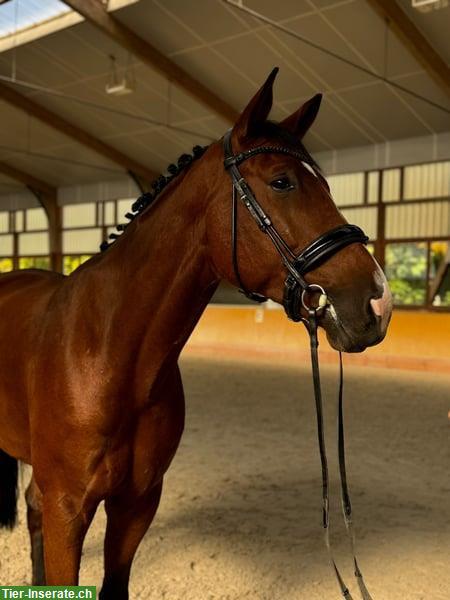 Bild 2: Schweizer Warmblut Wallach mit Top Charakter