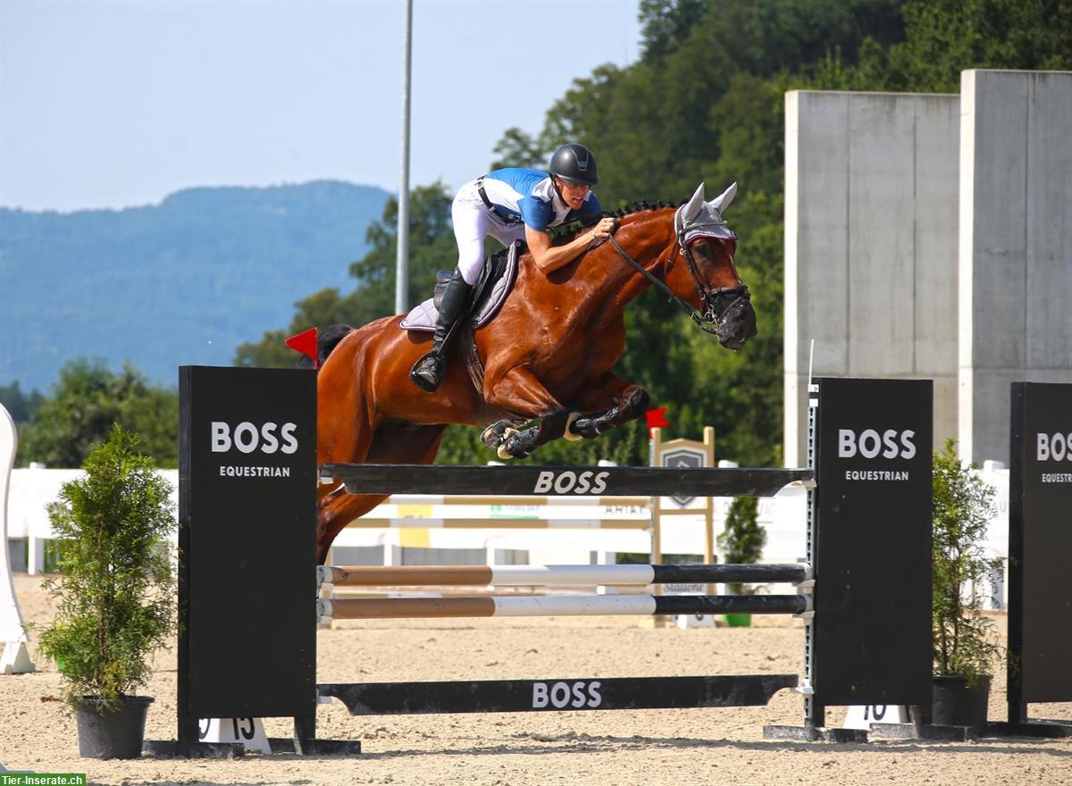 Bild 3: Schweizer Warmblut Wallach mit Top Charakter