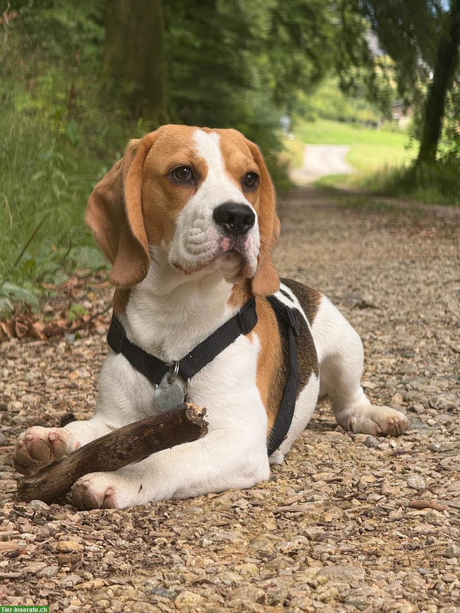 Volljähriger Beagle Rüde Aaron, sucht Partnerin zum Decken