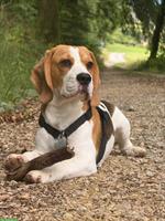 Volljähriger Beagle Rüde Aaron, sucht Partnerin zum Decken