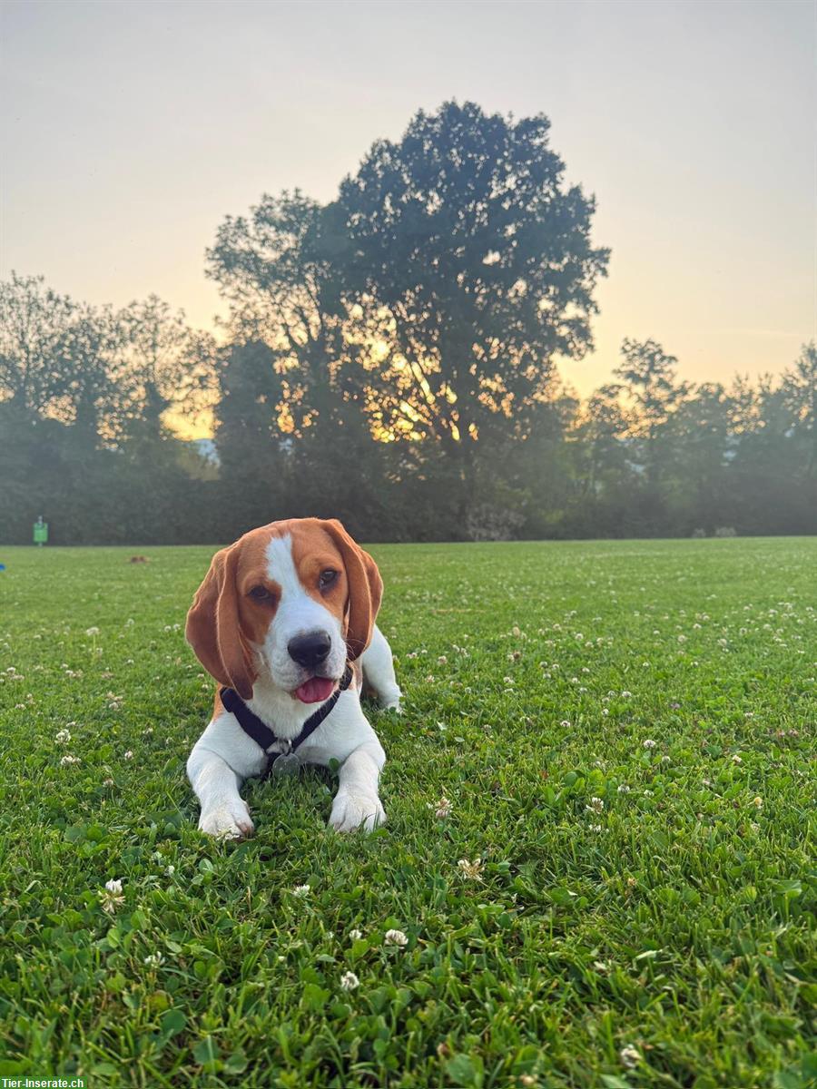 Bild 2: Volljähriger Beagle Rüde Aaron, sucht Partnerin zum Decken