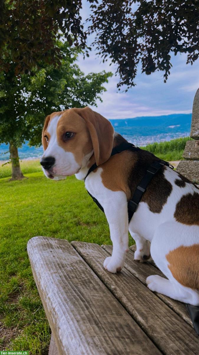 Bild 3: Volljähriger Beagle Rüde Aaron, sucht Partnerin zum Decken