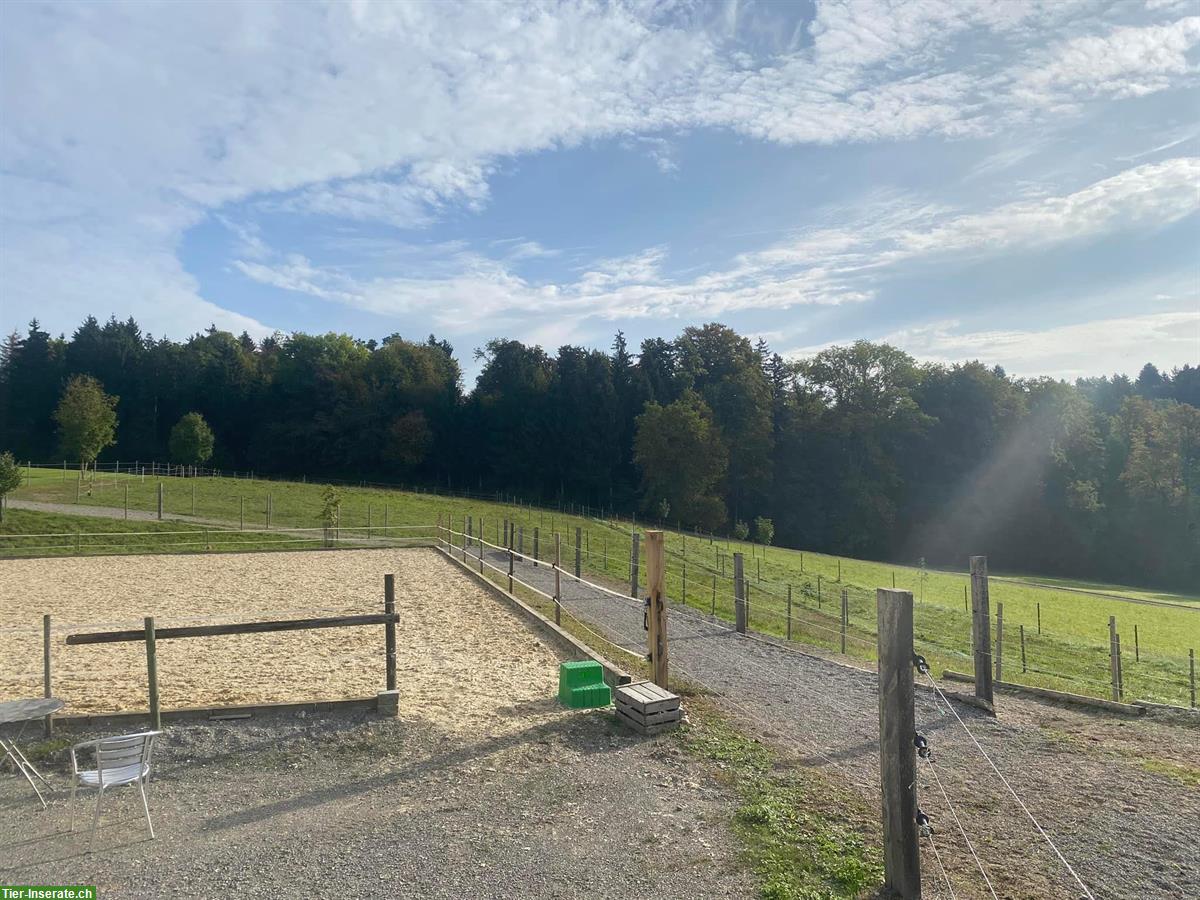 Bild 7: Bieten Auslaufboxe für Wallach in Oberwil bei Nürensdorf